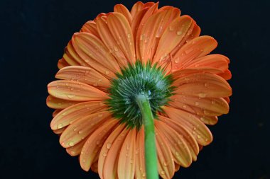 Karanlık arka planda güzel Gerbera çiçeği, yaz konsepti, yakın görüş