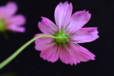 Koyu arkaplanda güzel bir çiçek, yaz konsepti, yakın görüş