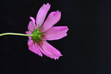 Koyu arkaplanda güzel bir çiçek, yaz konsepti, yakın görüş