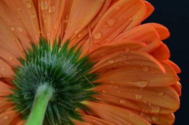 Karanlık arka planda güzel Gerbera çiçeği, yaz konsepti, yakın görüş
