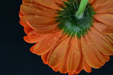 Karanlık arka planda güzel Gerbera çiçeği, yaz konsepti, yakın görüş