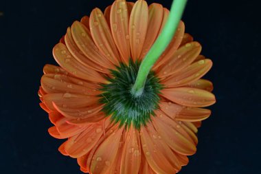 Karanlık arka planda güzel Gerbera çiçeği, yaz konsepti, yakın görüş