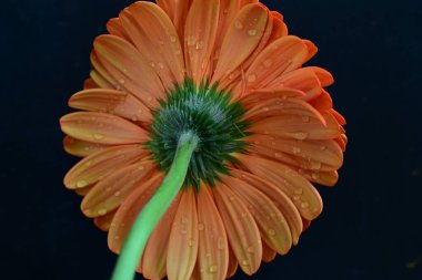 Karanlık arka planda güzel Gerbera çiçeği, yaz konsepti, yakın görüş