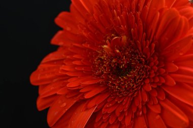 Karanlık arka planda güzel Gerbera çiçeği, yaz konsepti, yakın görüş