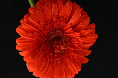 Karanlık arka planda güzel Gerbera çiçeği, yaz konsepti, yakın görüş