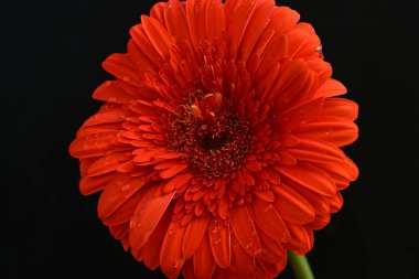 Karanlık arka planda güzel Gerbera çiçeği, yaz konsepti, yakın görüş