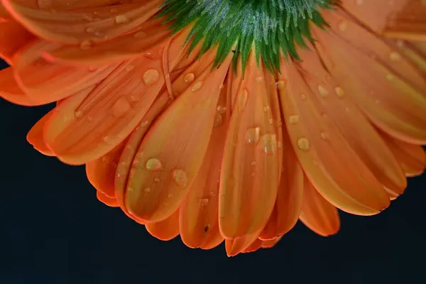 Gyönyörű Gerbera Virág Sötét Háttér Nyári Koncepció Közelről — Stock Fotó
