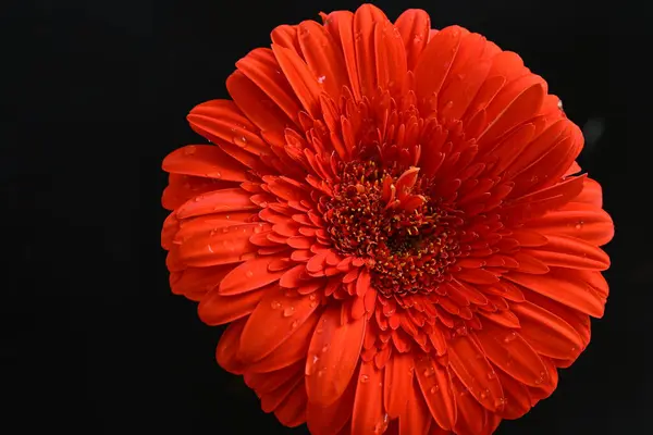 Schöne Gerbera Blume Auf Dunklem Hintergrund Sommerkonzept Nahsicht — Stockfoto