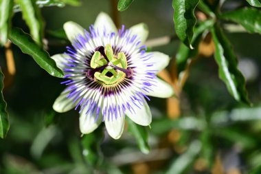 # Bahçedeki güzel çiçekleri #