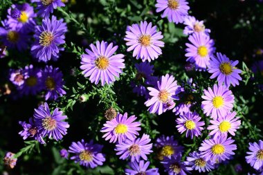 Bahçedeki güzel mor çiçekler