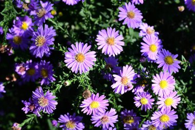 Bahçedeki güzel mor çiçekler