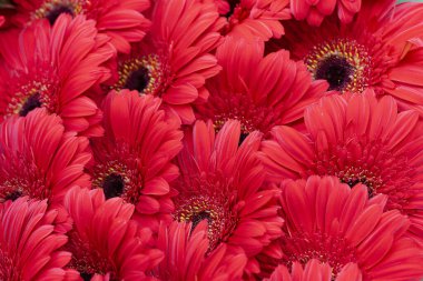 Bahçedeki kırmızı çiçekler