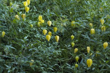 Bahçedeki güzel sarı çiçekler