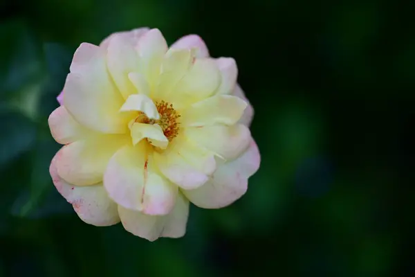 Κοντινό Πλάνο Του Όμορφου Λουλουδιού Στον Κήπο — Φωτογραφία Αρχείου