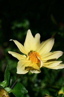 Yakın - güzel sarı çiçek manzarası