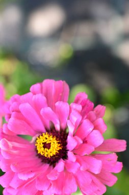 Yakın - güzel pembe çiçek manzarası