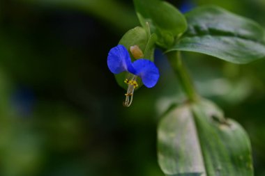 Bahçedeki güzel mavi çiçekler