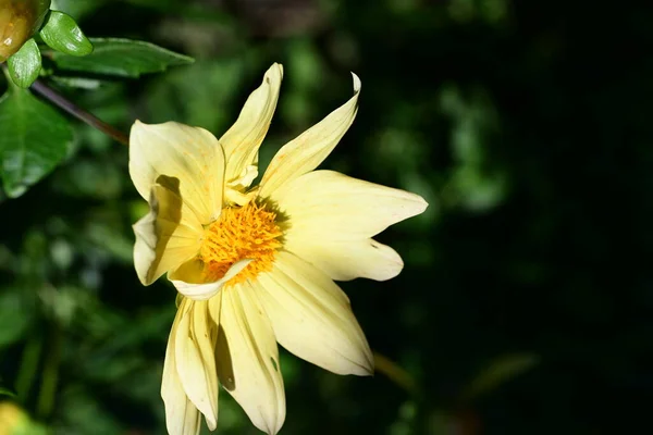 Zavřít Pohled Krásné Kvetoucí Žluté Květy — Stock fotografie