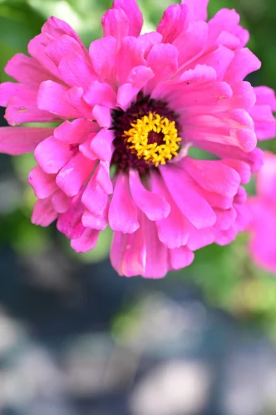 Vista Ravvicinata Bel Fiore Rosa Fiorente — Foto Stock