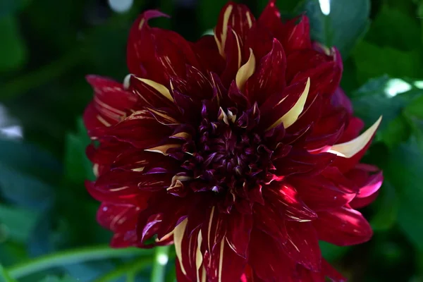 Όμορφα Κόκκινα Λουλούδια Στον Κήπο — Φωτογραφία Αρχείου