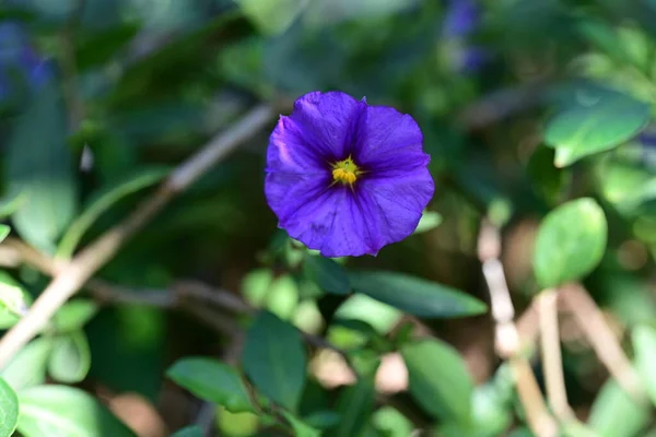 Красиві Фіолетові Квіти Ростуть Саду — стокове фото