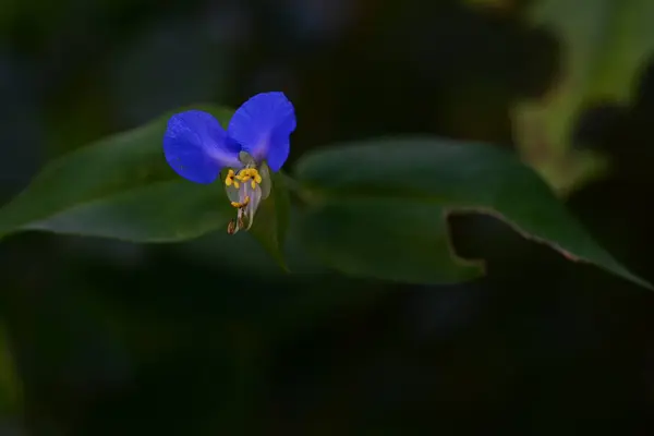Belles Fleurs Bleues Poussant Dans Jardin — Photo