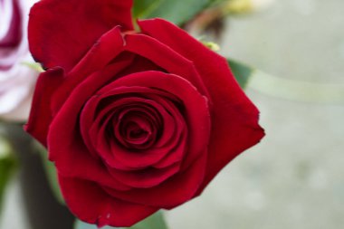 Kırmızı güzel gül, yakın görünüm