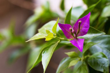 bahçede büyüyen güzel mor çiçekler