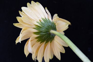 Güzel Gerbera çiçeğine yakın çekim, yaz konsepti, karanlık arka plan