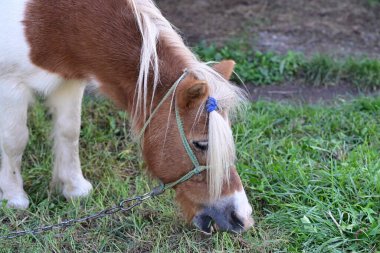 Çiftlikteki küçük güzel midilli