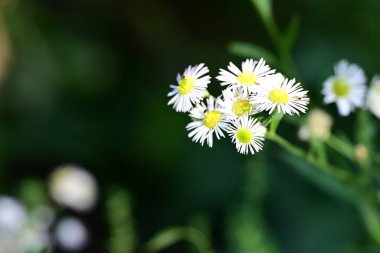 Bahçedeki güzel çiçekleri kapat. 