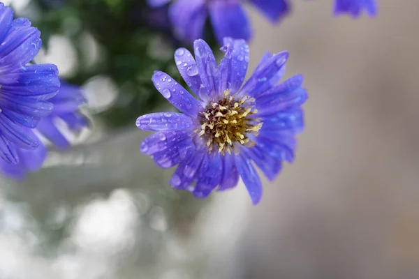 Beautiful Violet Flowers Growing Garden — Stock Photo, Image