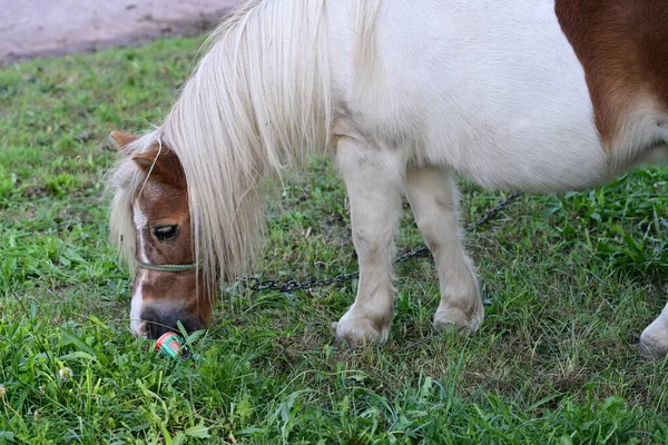 beautiful little pony in the farm