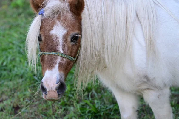 Красивый Маленький Пони Ферме — стоковое фото