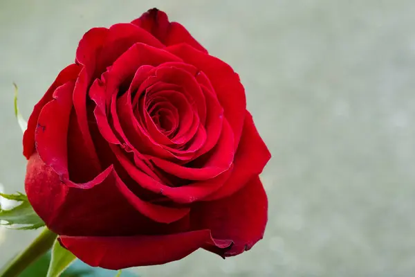 Rote Schöne Rose Nahsicht Stockbild