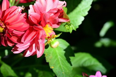 Bahçedeki güzel kırmızı çiçekler