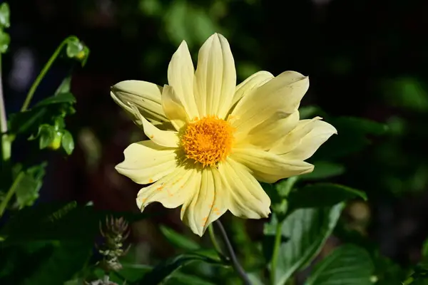 Piękne Żółte Kwiaty Ogrodzie — Zdjęcie stockowe