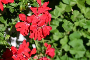 Bahçedeki güzel kırmızı çiçekler