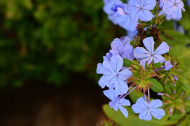 Bahçedeki mavi çiçekler