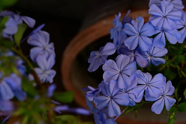Blauwe Bloemen Tuin — Stockfoto