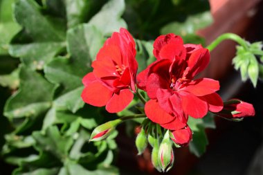 Bahçedeki güzel kırmızı çiçekler