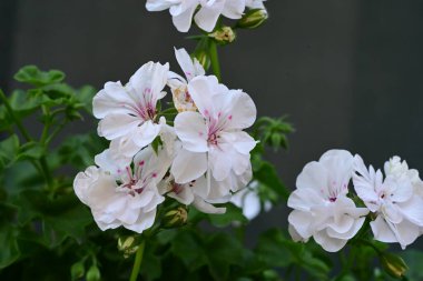 Bahçede beyaz çiçekler