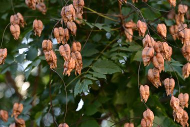 Bahçede büyüyen kuru koelreuteria paniklemesi.