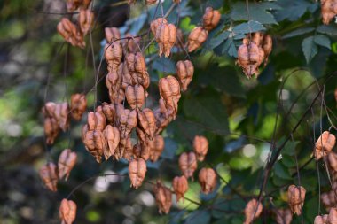 Bahçede büyüyen kuru koelreuteria paniklemesi.