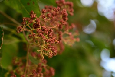 Bahçede büyüyen güzel çiçekler