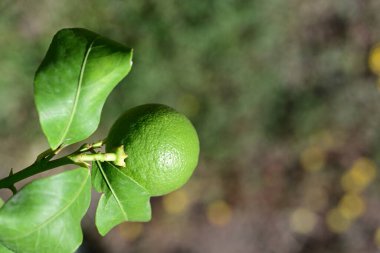 limon meyvesi, narenciye ağacı.