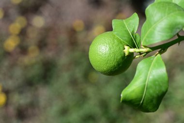 limon meyvesi, narenciye ağacı.