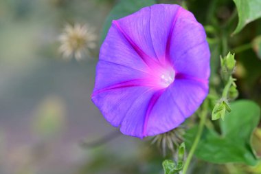 Bahçedeki güzel mor çiçekler