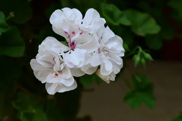 Bílé Květy Zahradě — Stock fotografie