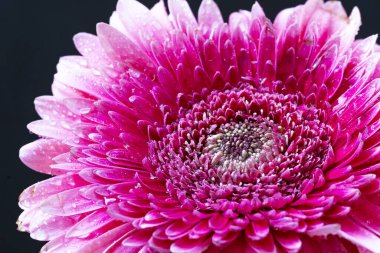 koyu arka plan üzerinde güzel pembe çiçekler